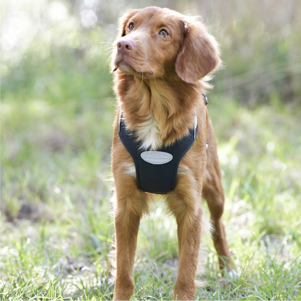 Weatherbeeta Explorer Hundegeschirr 101819800 - Navy